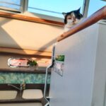Painting in galley finished--Miss Kitty supervising and wondering what is next on the list?